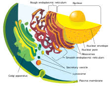 The nuclear membrane is not a continuous sheet, but rather is made up of a series of vesicles that come together to form the envelope around the nucleus. Nuclear Envelope Wikipedia