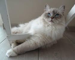 He loves to be combed a million times a day, he'll meow and make u follow him to his comb then. Are Ragdoll Cats Destructive The Pets Kb
