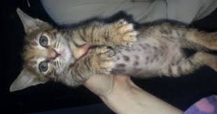 ucretsiz kedi sahiplendirme platformu kedi kopek yavru kediler
