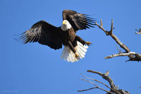 Burung rajawali ini dinilai berbeda dari burung lainnya. Wallpaper Burung Rajawali Penerbangan Alam 6000x4000 Dalehickman 1609735 Hd Wallpapers Wallhere