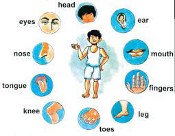 If you want to keep learning more vocabulary, check out the body parts in english!. Pin On Kiara