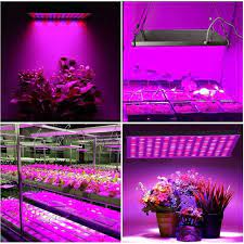 Some of my sedum under an led light. Best Grow Lights For Succulents 2020 Reviews