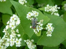 Image result for Fagopyrum esculentum