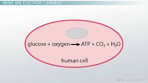 The starting reactants in cellular respiration are glucose and oxygen. Electron Carriers In Cellular Respiration Video Lesson Transcript Study Com