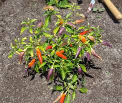 A wonderful garden accent it has no significant negative characteristics. What Can I Do With These Basket Of Fire Peppers We Have A Few Plants Like This Vegetablegardening