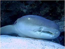 Santa rosa, ca 105 contributions. Tiburon Gato Cozumel Te Sorprende Cada Dia Con Estas Maravillosas Criaturas Foto Pura Vida Diving Playa Del Carmen Tripadvisor