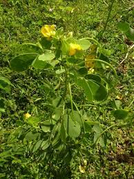 Image result for Senna tora