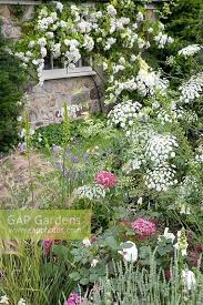 The Old Rectory Kingston Isle Of Wight Detail Border With Ammi Majus And Hydrangea Pink Annabelle Old Things Plant Photography Perfect Garden