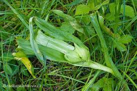 Pro identický druh označovaný termínem colchicum autumnale l., 1753 je používáno více různých odborných označení. Ocun Jesenni Cili Nahac