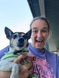 Loose siamese cat hanging out by Hardees outdoor stage