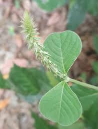 Image result for Achyranthes