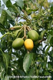 Image result for Spondias