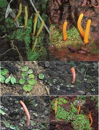 Image result for Sopubia conferta