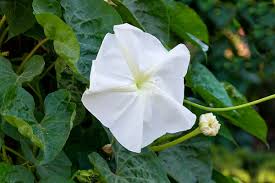 Image result for Ipomoea vernalis