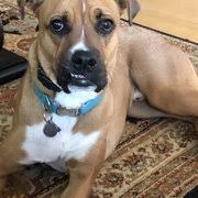 BOCA VETERINARY CLINIC