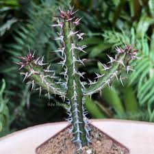 Image result for Euphorbia griseola