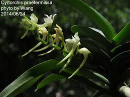 Image result for Cyrtorchis praetermissa