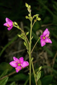 Image result for Talinum portulacifolium