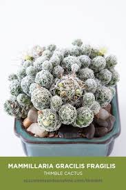 On the other hand, they do not have the ability to quickly get rid of excess water. This Cactus Grows In Clusters And Propagates Very Easily Succulents Small Cactus Cactus House Plants