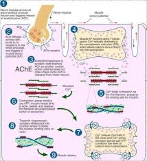 Sliding Filament Model Of Muscle Contraction Online Biology Notes Physiology Anatomy And Physiology Biology Notes