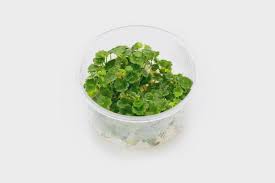 Image result for Hydrocotyle sibthorpioides