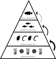 These include bacteria, fungi, protozoans. Food Chain An Overview Sciencedirect Topics