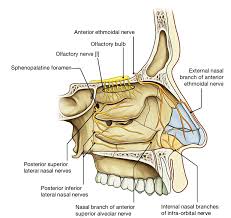 4, head of the middle turbinate; Easy Notes On Nasal Cavity Learn In Just 4 Minutes Earth S Lab