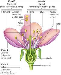 Fruit label the orange, lemon, apple, strawberry, watermelon, avocado, banana, pear, cherry, and grapes in english. Parts Of A Flowering Plants Notes Videos Qa And Tests Grade 7 Science Living Beings Plant Life Kullabs
