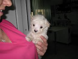As the founding animal hospital here in mooresville, north carolina , our veterinary hospital has been caring for animals since 1952. Homeless Animals Hospital Globalgiving