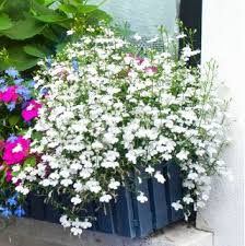 Cas confirmés, mortalité, guérisons, toutes les statistiques Lobelia Tepi Putih Taman Lobelia Trailing Lobelia Lobelia Erinus Garden Seeds Market Bebas Biaya Kirim