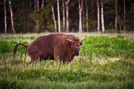 Национальный парк «беловежская пуща» — белорусское государственное природоохранное учреждение, в ведении которого находятся территории реликтового лесного . Belovezhskaya Pusha Popala V Top Mest Dlya Puteshestvij Ot National Geographic Obshestvo Aif Argumenty I Fakty V Belarusi