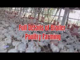 How To Start Broiler Poultry Farm Low Investment High Profit Business Poultry Farm Best Small Business Ideas Poultry