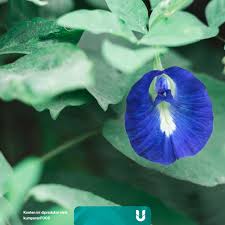 Sayembara sastra bunga tunjung biru. Jvbgkedcbgbfzm