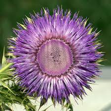 Dsc 4211 Thistle Flower Beautiful Flowers Beautiful Blooms