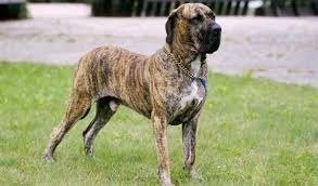 Airedale terrier > life expectancy the akita is a large, powerful breed originating in japan known for its use in therapy and its trademark curling tail. Large Dog Breeds Over 10 With Pictures