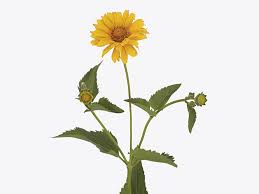 Image result for Aspilia helianthoides