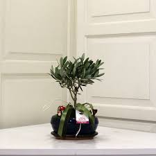 Ülkemizde bonsai sanatı henüz yeterince yaygınlaşmadığı için bonsai adayı olarak adlandırdığımız bonsai sanatını uygulamak üzere yetiştirilmiş fidanlar veya ağaçları temin etmek neredeyse imkansız. Bonsai Saksisi Nasil Degistirilir Bonsai Gonder
