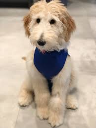 A dog elizabethan collar is a protective medical device shaped like a truncated cone. The Best Alternative To The Dog Cone After Spay Neuter