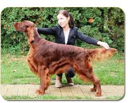 Image result for irský červenobílý setr