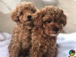 Check spelling or type a new query. Red Toy Poodles For Sale Pasteurinstituteindia Com