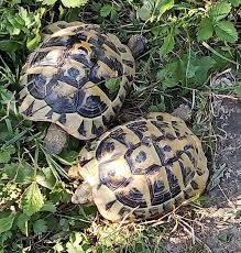 Junge Griechische Landschildkroten Landschildkroten Kleine Schildkroten Schildkrote