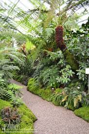 Baumfarn Botanischer Garten Munchen Botanischer Garten Munchen Botanischer Garten Tropische Garten