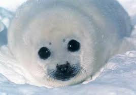 Petition Stop Killing Baby Seals Change Org