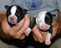 Black And White Boston Terrier Pictures Baby Black White Pits 3 Cool Baby Stuff Boston Terrier Terrier