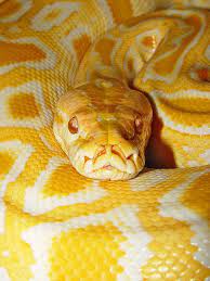 Burmese Python 4 Yellow Animals Pet Snake Cute Reptiles