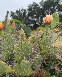 Image result for Cactaceae