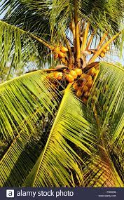 Download the perfect coconut tree pictures. Download This Stock Image Coconut Palm Tree Closeup Fw9x90 From Alamy S Library Of Millions Of High Tree Illustration Coconut Palm Tree Tree Painting Canvas
