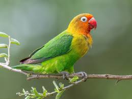 Image result for Ficus fischeri