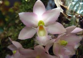 Image result for Polystachya songaniensis