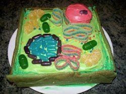 Pin On Animal And Plant Cells 3d
